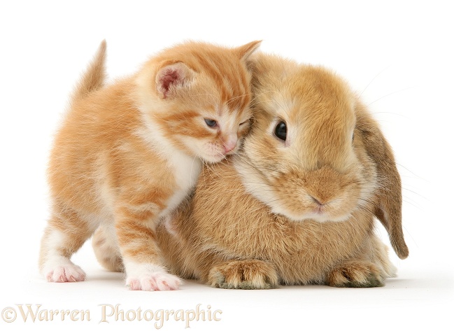 Ginger kitten rubbing against a young Sandy Lop rabbit, white background