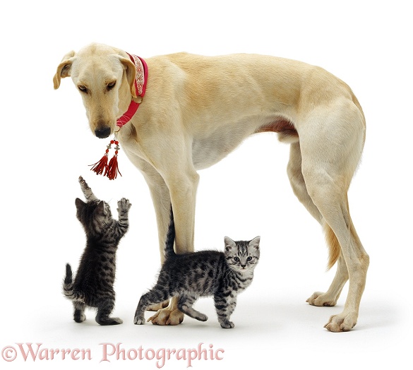 Saluki Lurcher Swift and two silver tabby kittens, white background