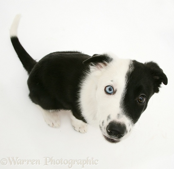 Black-and-white Border Collie pup Kicker looking up, viewed from above, white background