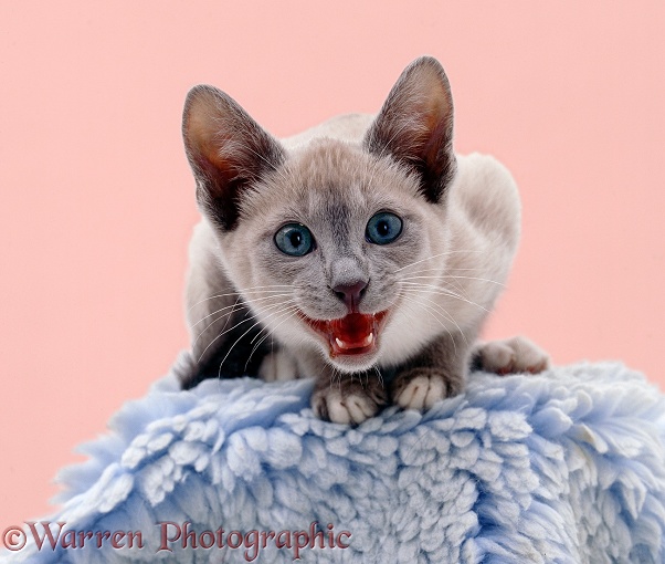 Lilac Tonkinese catten miaowing/talking to a person