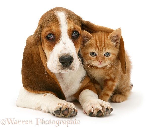 Ginger kitten under the ear of a Basset pup, white background