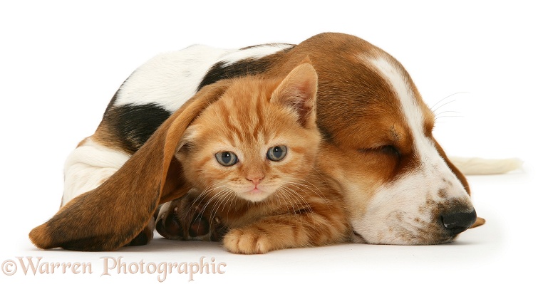 Ginger kitten under the ear of a sleeping Basset pup, white background
