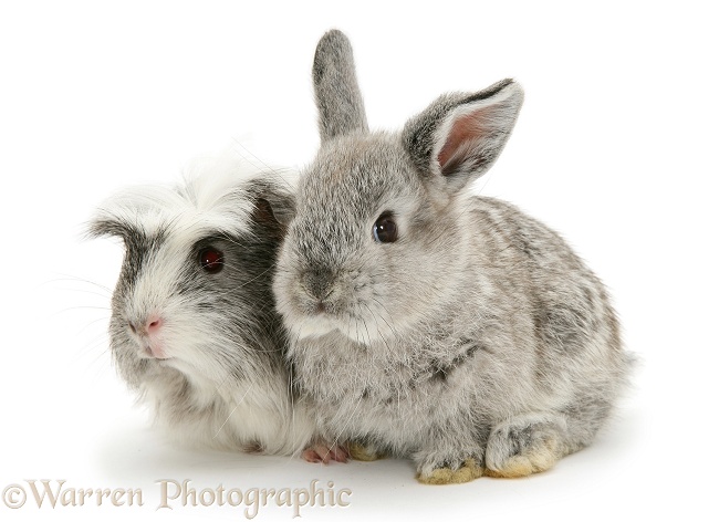 Baby silver Lop rabbit with silver-and-white Guinea pig, white background