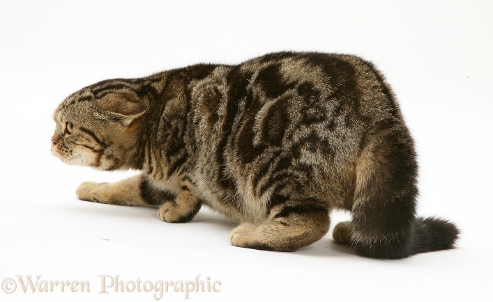 British Shorthair Brown Spotted cat Tiger Lily in submissive posture, white background