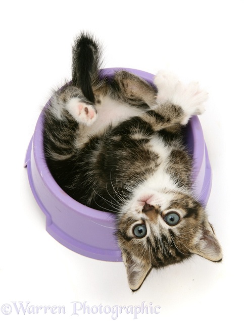 Tabby kitten lying upside-down in a food bowl, white background