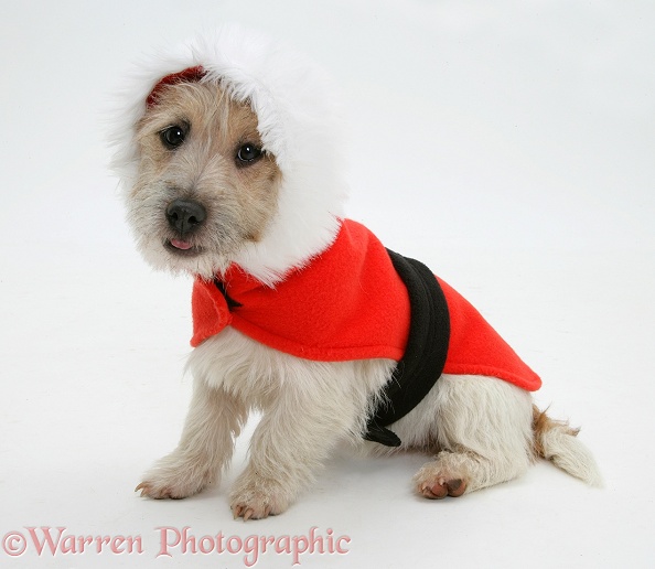 Jack Russell Terrier, Daisy, with a red Christmas coat on, white background