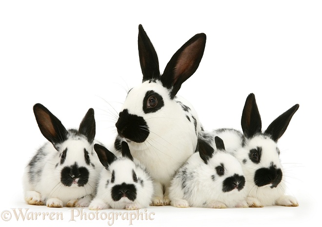 English spotted buck rabbit with four of his babies, white background