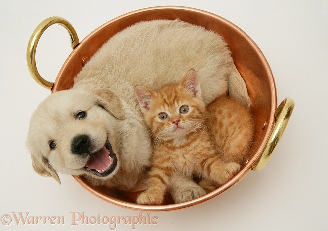 Golden Retriever pup and red spotted British Shorthair kitten in a copper pan, white background