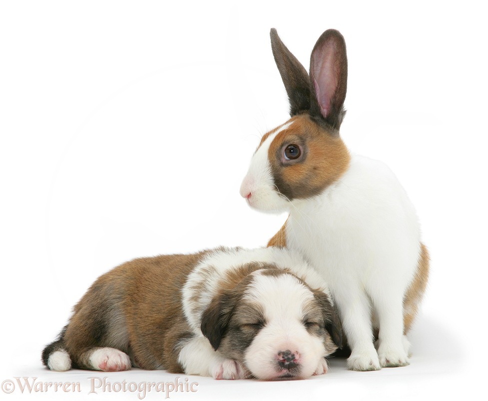 Sleeping Sable-and-white Border Collie pup with matching fawn Dutch rabbit, white background