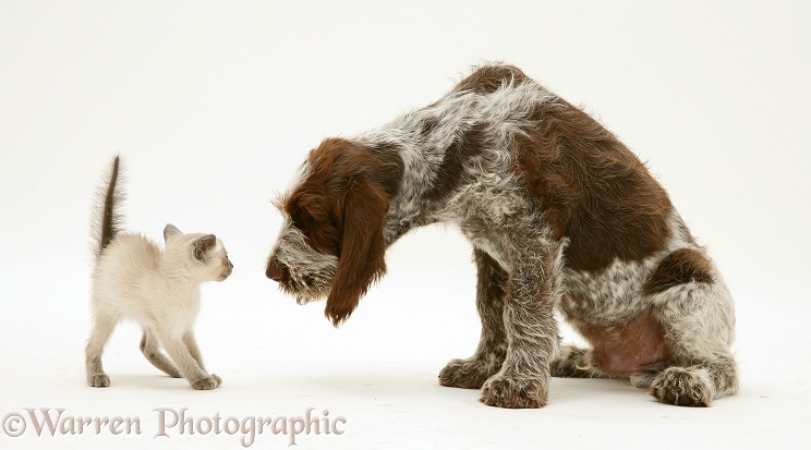 Siamese kitten alarmed by Brown Roan Spinone pup Wilson, 12 weeks old, white background