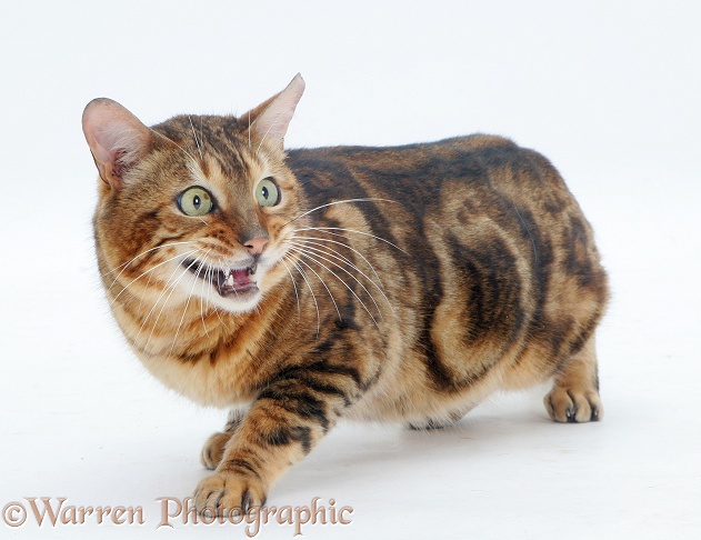 Furtive Bengal male cat, Spike, white background