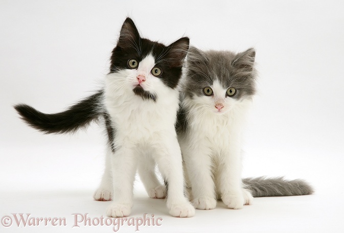 Persian cross black-and-white and blue-bicolour Nancy kittens, white background