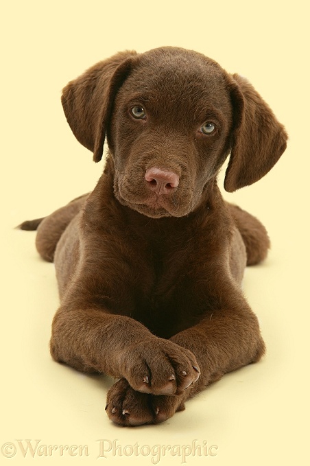 Chesapeake Bay Retriever dog pup, Teague, lying with head up and paws crossed, white background