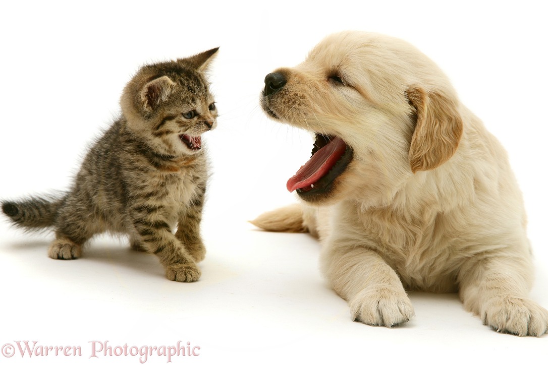 Tabby Kitten hissing at yawning Golden Retriever puppy, white background