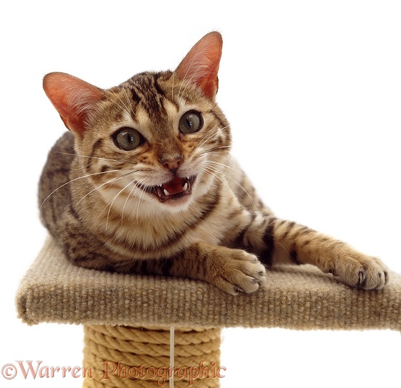 Brown spotted Bengal catten meowing/talking to a person, white background