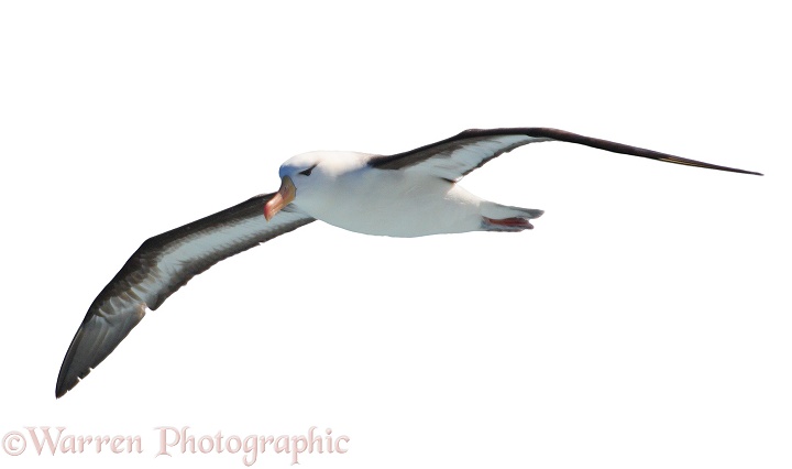 Black-browed Albatross (Thalassarche melanophris).  Southern Oceans, white background
