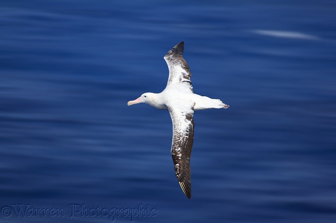 Wandering Albatross (Diomedea exulans).  Southern Oceans