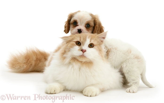 Blenheim Cavalier King Charles Spaniel pup playing with a ginger-and-white cat, white background