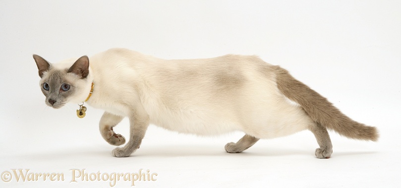 Nervous Siamese-cross cat, Isaac, slinking warily, white background