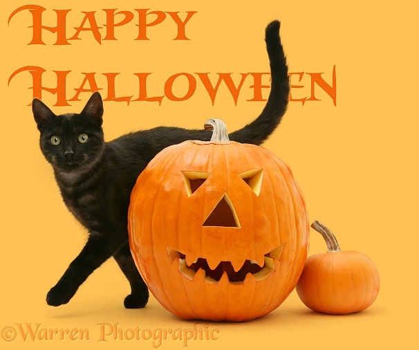 Black smoke cat rubbing past a Halloween Pumpkin, white background