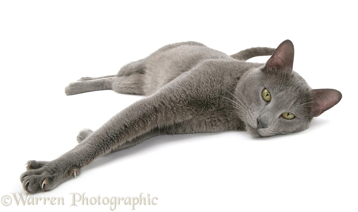 Blue Tonkinese cat, Dell, lying with paws stretched out, white background