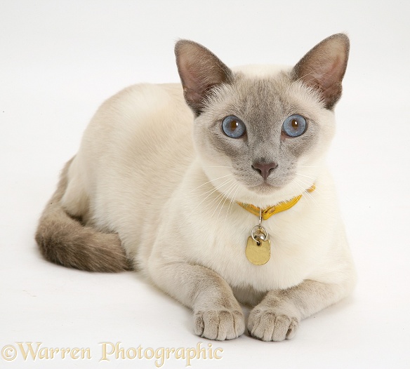 Siamese-cross cat, Isaac, lying head up, white background