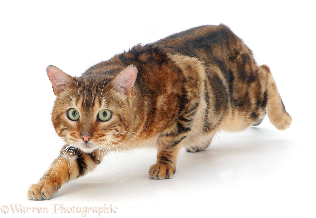 Furtive Bengal male cat, Spike, white background