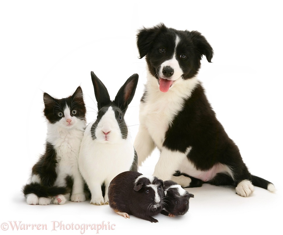 Black-and-white kitten, Dutch rabbit, Guinea pigs and Border Collie puppy, white background