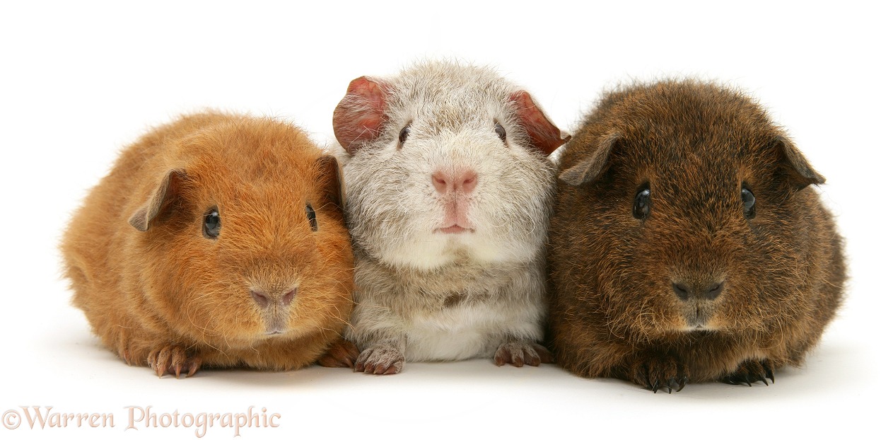 Young red, silver and chocolate agouti Rex Guinea pigs, 6 weeks old, white background