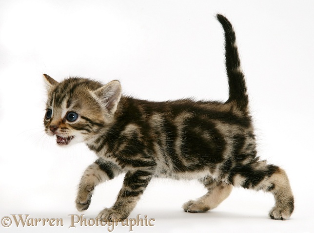 Brown tabby kitten miaowing, white background