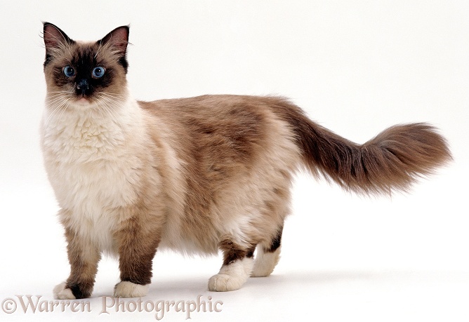 Ragdoll x Birman male cat, Khalif, lashing his tail, white background