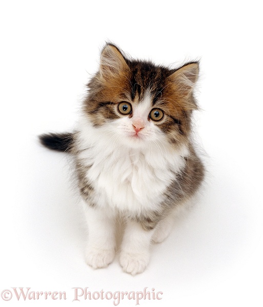 Tortoiseshell-and-white Persian-cross kitten, 7 weeks old, sitting and looking up, white background