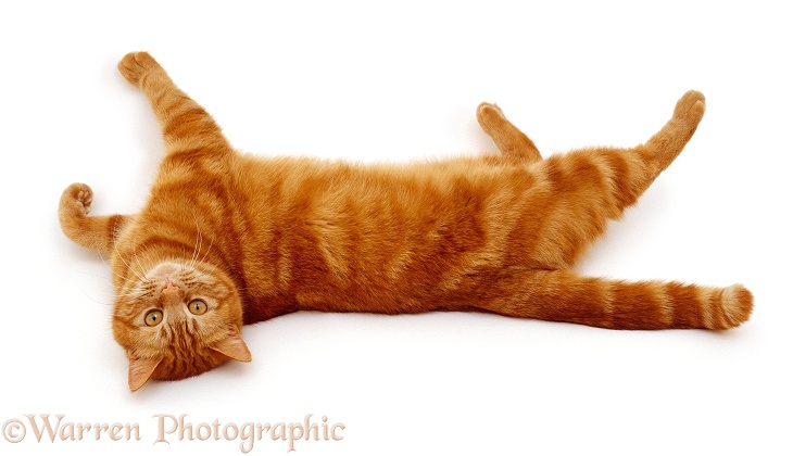 British shorthair red tabby female cat, Glenda, rolling on her back, white background