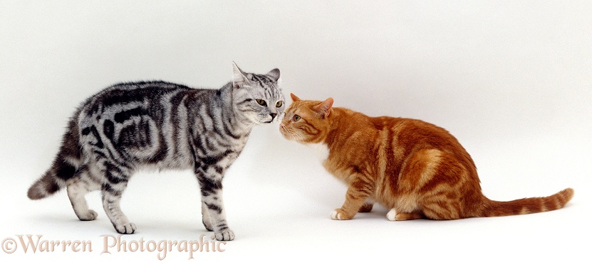 Aggressive silver tabby intact male cat meets non-aggressive ginger neutered male cat, white background