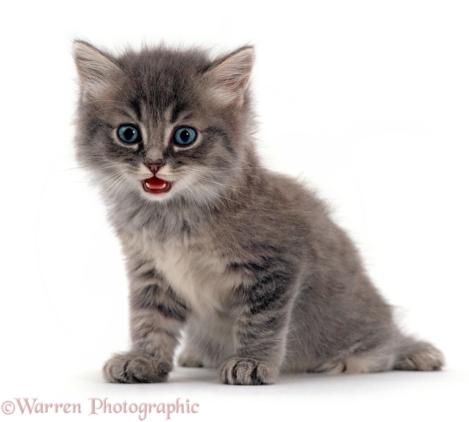 Fluffy grey kitten miaowing, white background