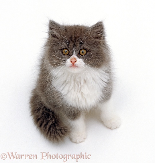 Blue bicolour Persian-cross kitten (Cobweb x Annie), sitting looking up, white background
