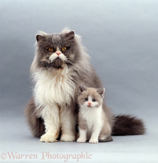 Blue bicolour Persian male cat, Cobweb, with his 6-week-old Lilac bicolour kitten, Gossamer II