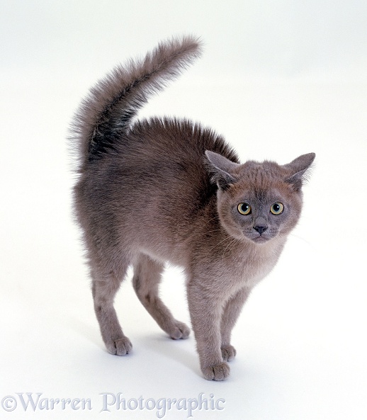 Frightened blue Burmese kitten, in witch's cat display, with fur raised along back and tail fluffed up, white background