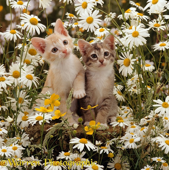 Burmese-cross kittens, 8 weeks old, among ox-eye daisies and buttercups
