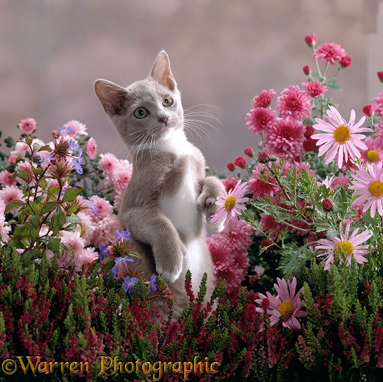 Lilac-and-white Burmese-cross kitten standing on rear legs among Pink chrysanthemums and Heather