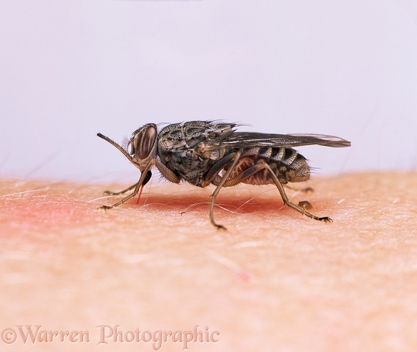 Tsetse Fly (Glossina morsitans) feeding on human arm.  Africa, white background