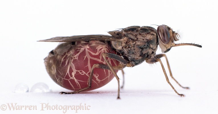 Tsetse Fly (Glossina morsitans) excreting fluid after blood meal.  Africa, white background
