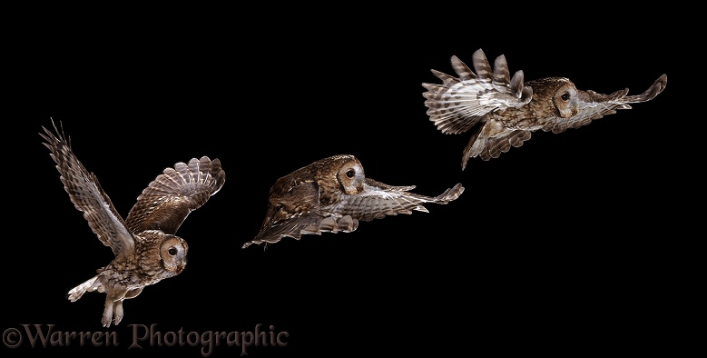 Tawny Owl (Strix aluco) flight sequence