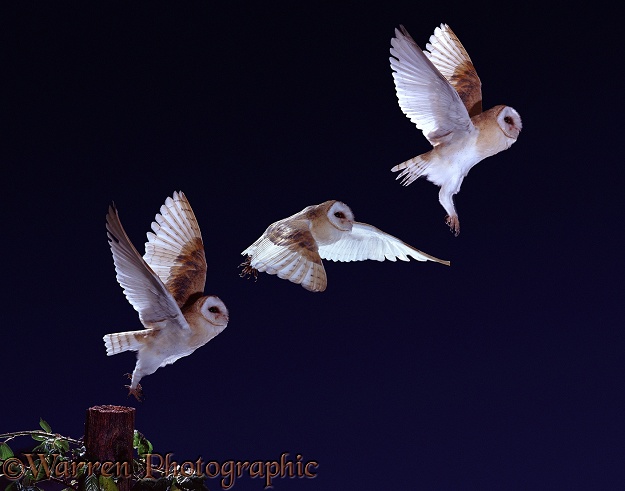 Barn Owl (Tyto alba) taking off from a fencepost - flight sequence