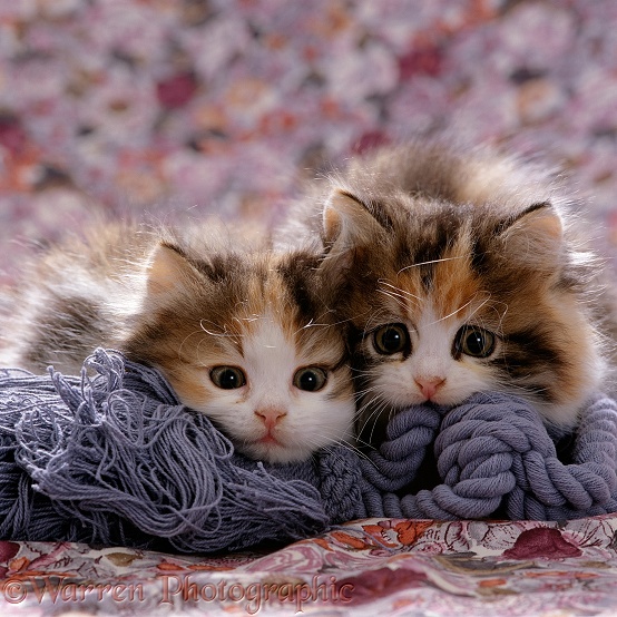 Persian-cross Tortoiseshell-and-white kittens, 8 weeks old, lying on some blue soft rope