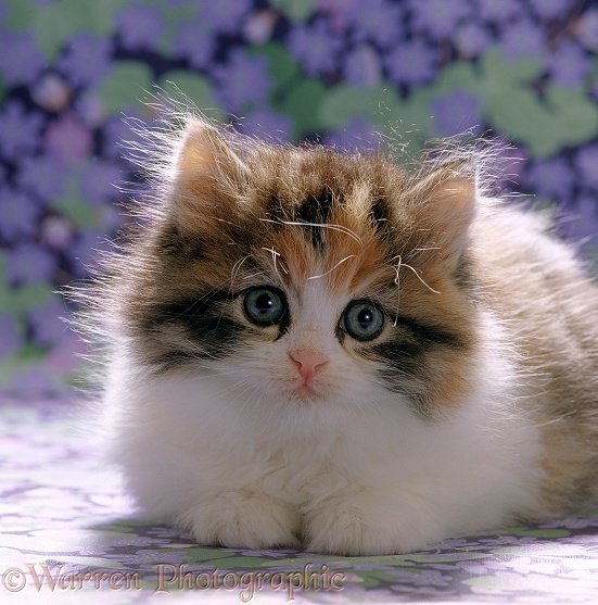 Cute fluffy tortoiseshell-and-white kitten, 8 weeks old, on flowery background