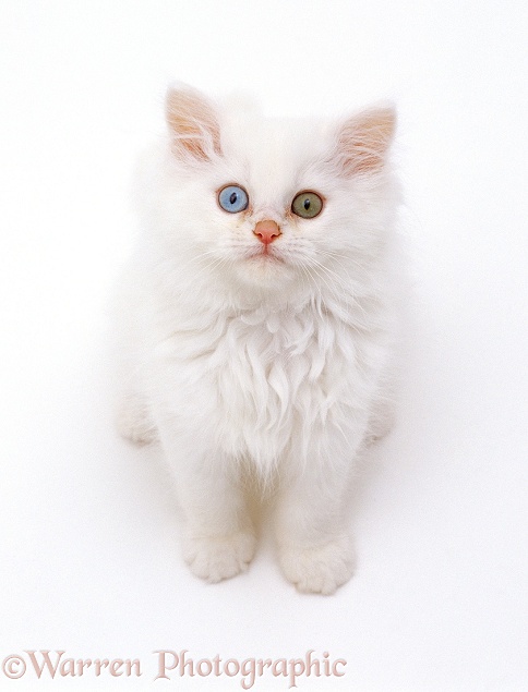 Odd-eyed white Persian-cross kitten looking up, white background
