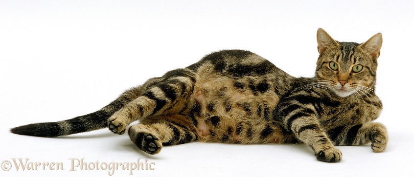 Pregnant tabby cat 4 days before giving birth to 8 kittens, white background