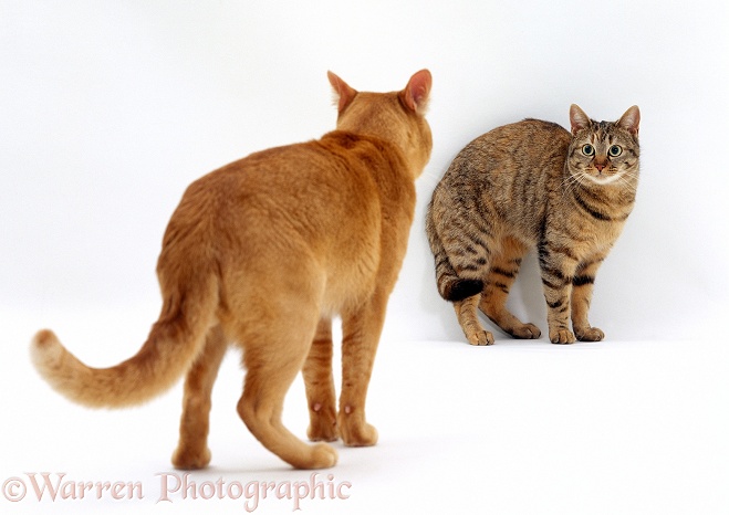 Red Burmese male cat, Ozzie, approaches female tabby cat, Dainty, showing aggression. Mating sequence 2/7, white background