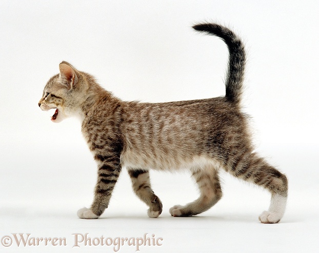 Tabby kitten miaowing, white background